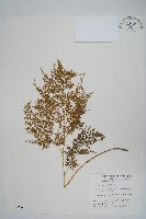 日本金粉蕨藏品圖，第1張