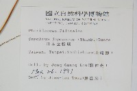 日本金粉蕨藏品圖，第2張