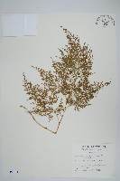 日本金粉蕨藏品圖，第1張