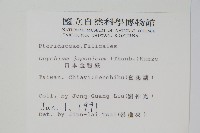 日本金粉蕨藏品圖，第2張