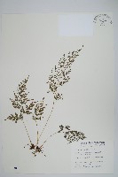 日本金粉蕨藏品圖，第1張