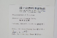 箭葉鳳尾蕨藏品圖，第2張