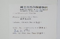 箭葉鳳尾蕨藏品圖，第2張