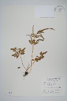 箭葉鳳尾蕨藏品圖，第1張