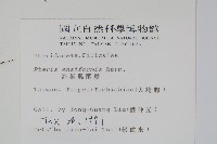 箭葉鳳尾蕨藏品圖，第2張