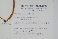 箭葉鳳尾蕨藏品圖，第2張