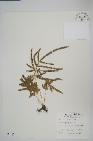 鳳尾蕨藏品圖，第1張