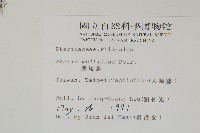 鳳尾蕨藏品圖，第2張