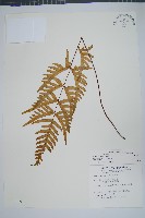 疏羽半邊旗藏品圖，第1張