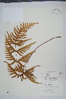 疏羽半邊旗藏品圖，第1張