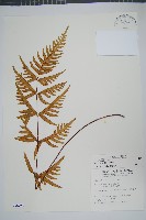 疏羽半邊旗藏品圖，第1張