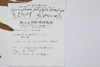 黑桫蕨藏品圖，第2張