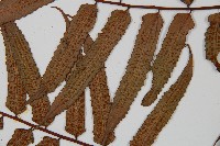 黑桫蕨藏品圖，第5張