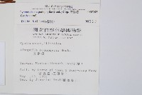 黑桫蕨藏品圖，第2張