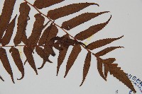 黑桫蕨藏品圖，第3張