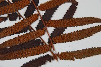 黑桫蕨藏品圖，第6張