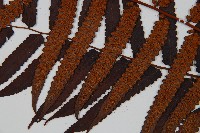 黑桫蕨藏品圖，第7張