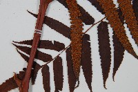 黑桫蕨藏品圖，第8張