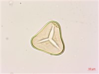 黑桫蕨藏品圖，第2張