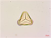 黑桫蕨藏品圖，第3張