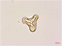 黑桫蕨藏品圖，第4張