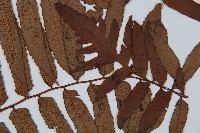 黑桫蕨藏品圖，第5張