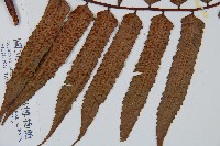 黑桫蕨藏品圖，第6張