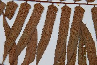 黑桫蕨藏品圖，第7張