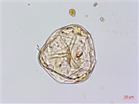 黑桫蕨藏品圖，第2張