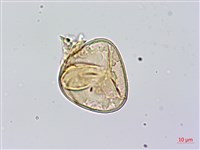 黑桫蕨藏品圖，第4張