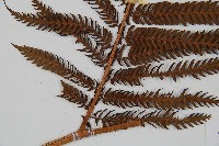 筆筒樹藏品圖，第3張