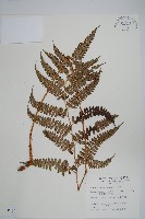 斜方複葉耳蕨藏品圖，第1張