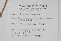 斜方複葉耳蕨藏品圖，第2張