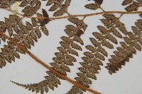 斜方複葉耳蕨藏品圖，第4張