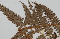 斜方複葉耳蕨藏品圖，第5張