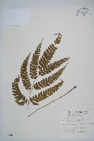 斜方複葉耳蕨藏品圖，第1張