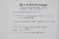 斜方複葉耳蕨藏品圖，第2張