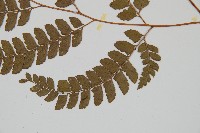 斜方複葉耳蕨藏品圖，第3張