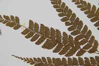 斜方複葉耳蕨藏品圖，第4張