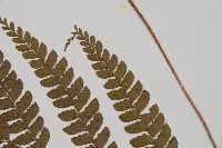 斜方複葉耳蕨藏品圖，第5張