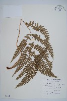 斜方複葉耳蕨藏品圖，第1張