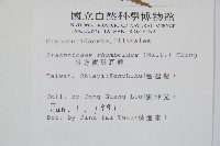 斜方複葉耳蕨藏品圖，第2張