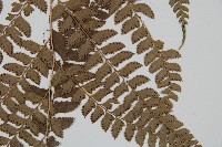 斜方複葉耳蕨藏品圖，第3張