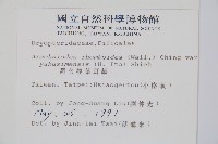 小葉複葉耳蕨藏品圖，第2張