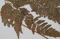 小葉複葉耳蕨藏品圖，第3張