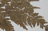 小葉複葉耳蕨藏品圖，第4張
