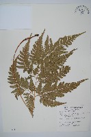 小葉複葉耳蕨藏品圖，第1張