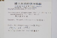 小葉複葉耳蕨藏品圖，第2張