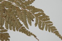 小葉複葉耳蕨藏品圖，第3張