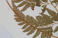 小葉複葉耳蕨藏品圖，第5張